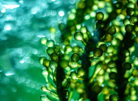 Image of algae in the sea
