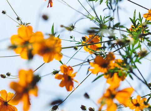 Blommor