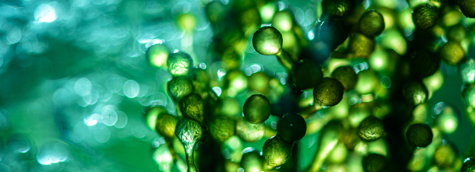 Image of algae in the sea