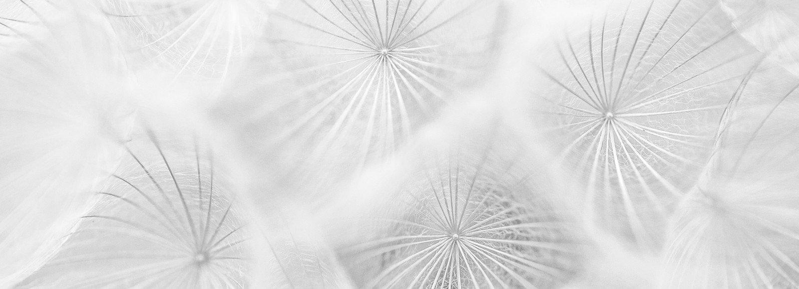 Photo of dandelions