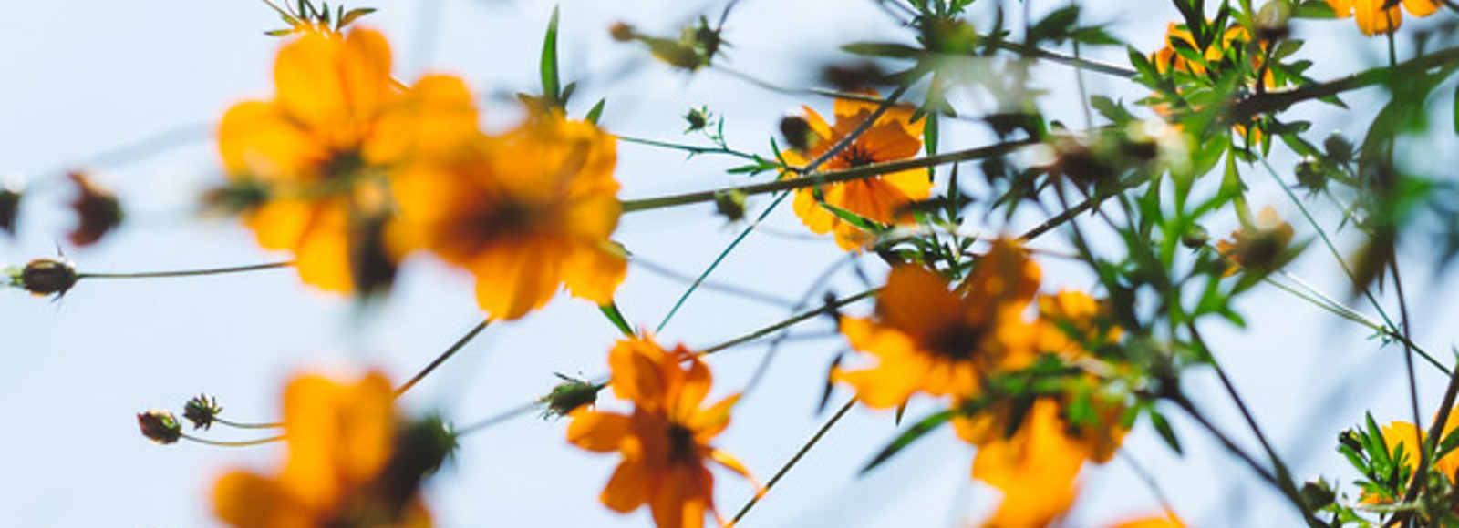 Blommor