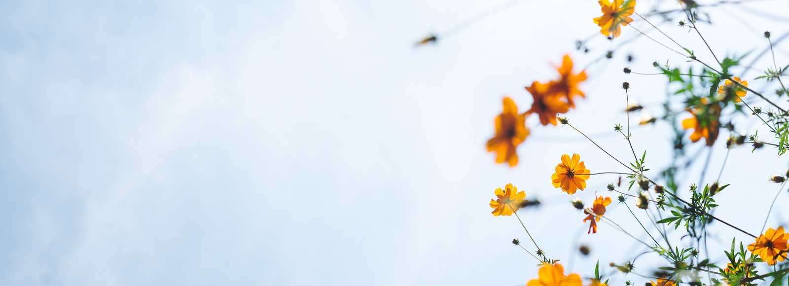 Blommor